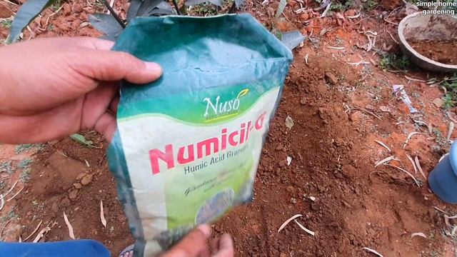 इस चीज से आम का पौधा राॅकेट की तरह तेजी से बढ़ेगा | How to increase mango plant growth || смотреть онлайн