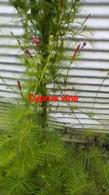 Cyprus vine#beautifulflowers #beautifulplants#cyprus@Fun with plants andpaper#shorts #youtubeshorts смотреть онлайн