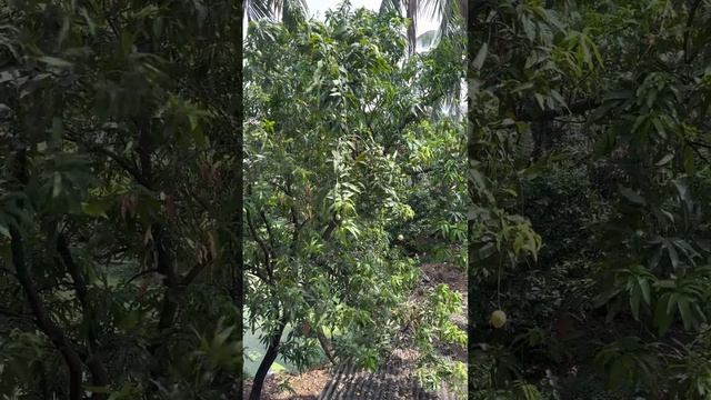 Mango 🥭 “Fruit tree 🌲 in the Metro City KOLKATA” смотреть онлайн