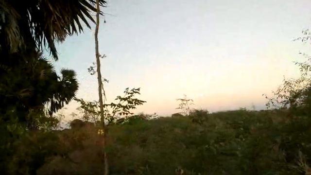 Moringa Oleifera à N'Djamena-Tchad смотреть онлайн