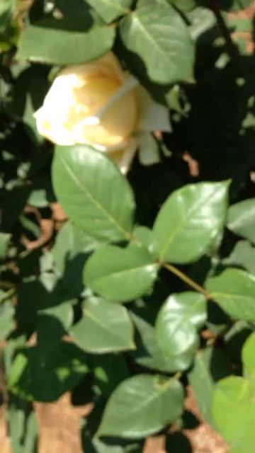 バラ ヘルムット・シュミットの花　Roses "Helmut Schmidt" (Healing video) смотреть онлайн