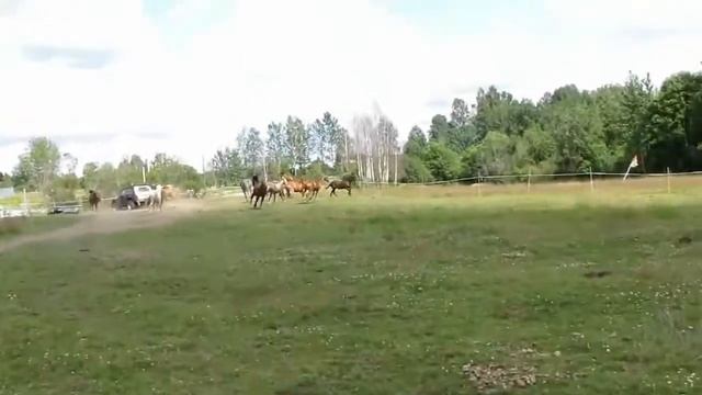 Табун смотреть онлайн