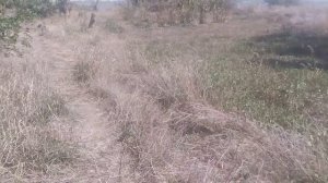 Природа яблоня речка