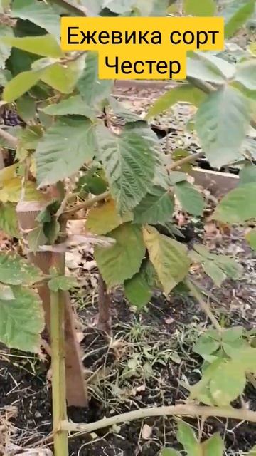 Ежевика, однолетняя веточка. смотреть онлайн