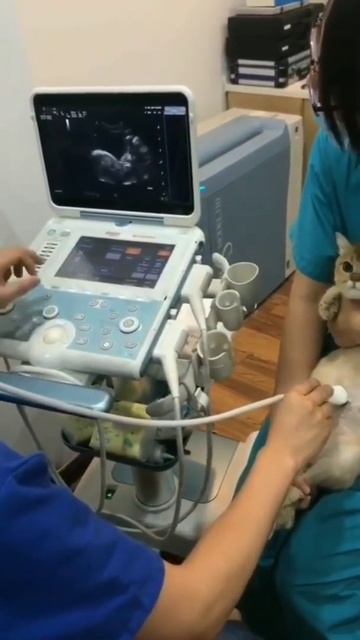 Cat pregnancy check up video #like #cute #love #kittens #videosgallery смотреть онлайн