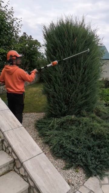 Стрижка можжевельника утром залог хорошего дня // топиарный работы в #Тольятти #шортс #можжевельник смотреть онлайн