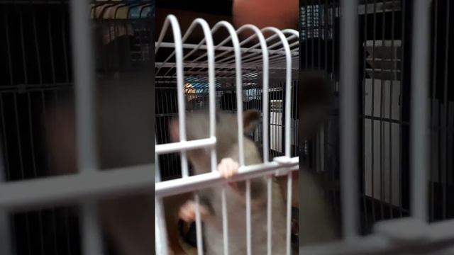 Дамбо смотреть онлайн