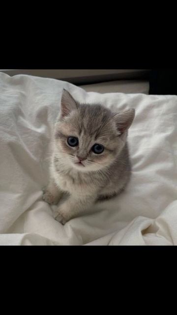 котики Эдит смотреть онлайн