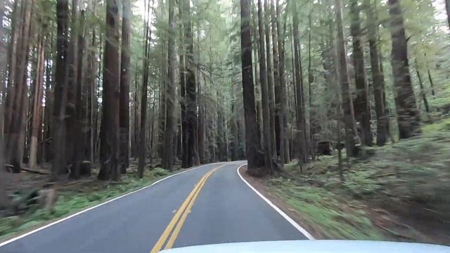 Avenue Of The Giant Redwoods... US 101 смотреть онлайн