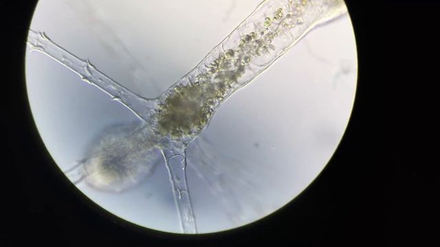 Saltwater Hydra - Caribbean смотреть онлайн