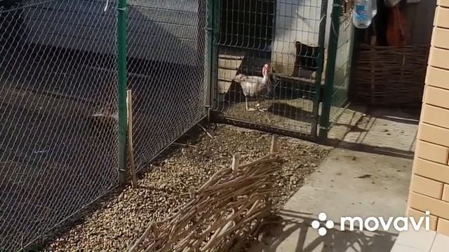 Утиный двор с утра ! Первая часть . смотреть онлайн