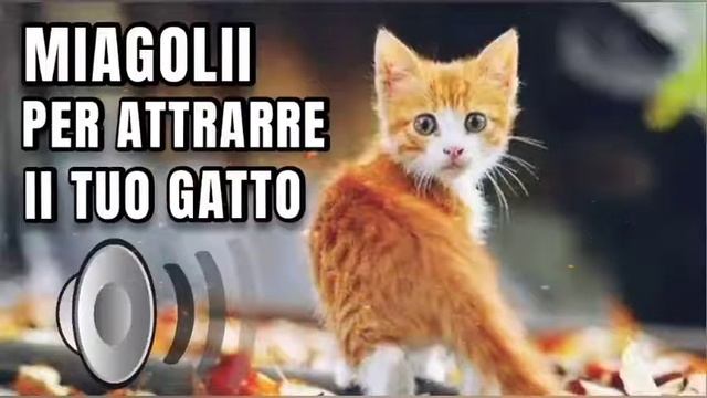 Gatto che miagola | Suoni per attrarre gatti - Prod. By "A Quattro Zampe" смотреть онлайн
