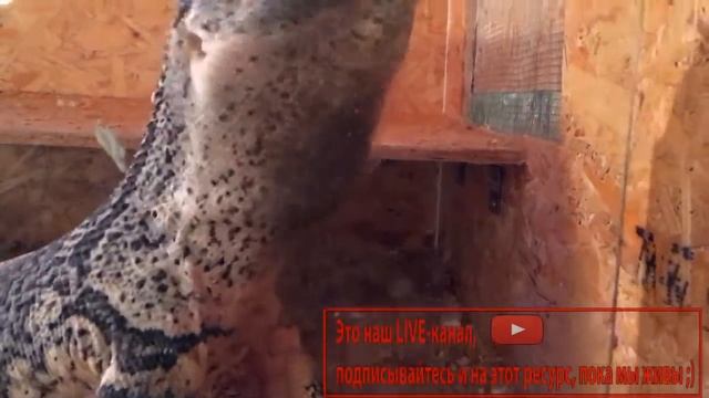 Варан умело открывает дверцу)) смотреть онлайн