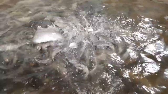 Мраморный сом. смотреть онлайн