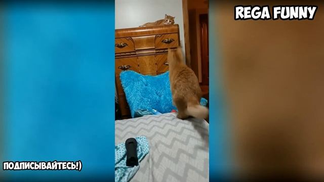 Приколы с Котами 2020 Смешные Животные Попробуй Не Засмеяться #1 смотреть онлайн