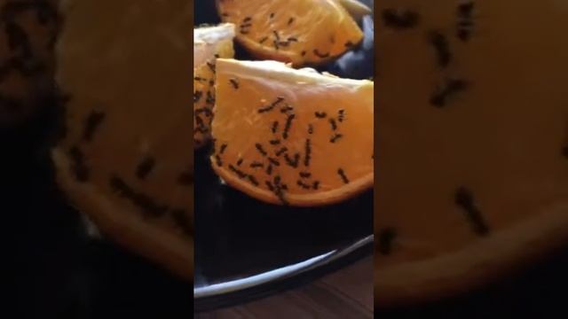 Ужас! Шок! Атака муравьёв! смотреть онлайн