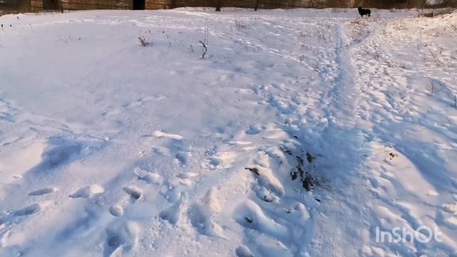 20.01п. ТАЕЖНЫЙ, прогулка /разборки по видео😆странно/#комсомольскнаамуре #прогулка #самсебережиссер смотреть онлайн