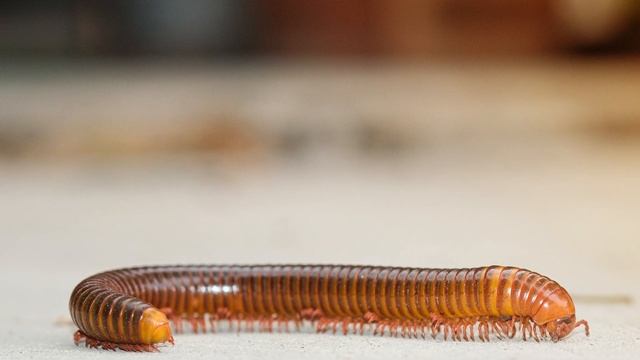 How to Get Rid of Millipedes | DoMyOwn com смотреть онлайн