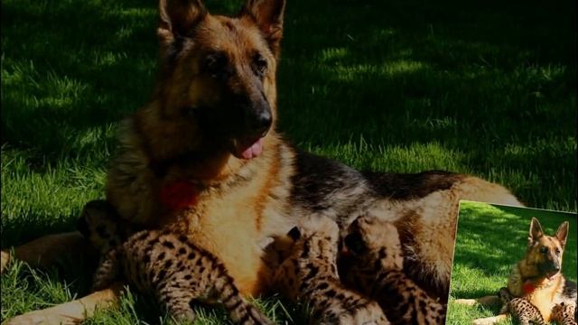 Собака и котёнок смотреть онлайн