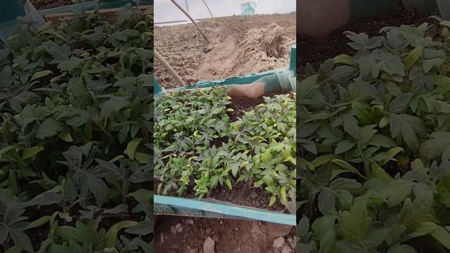 Пікірую розсаду помідорів. Правильне пікірування розсади смотреть онлайн