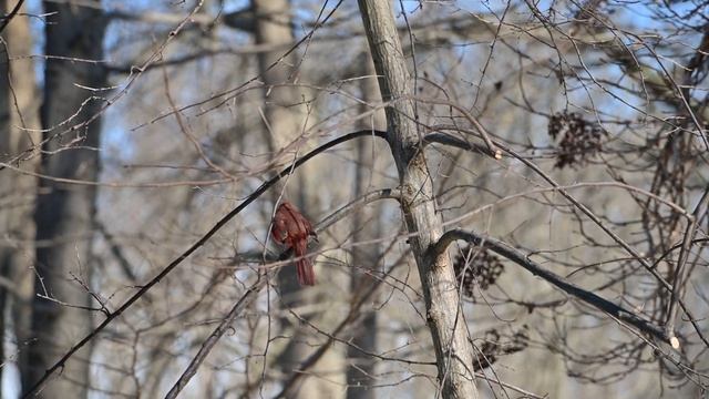 Nikon Z7 II -Auto Focus / Z7II Sample Video 120p 4k 60