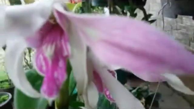 Dendrobium Orchid, The ID: Dendrobium Caesar смотреть онлайн