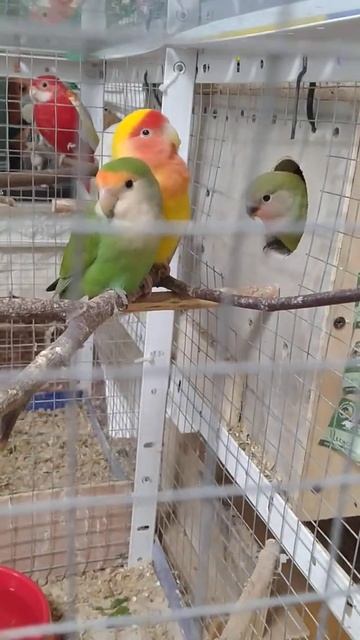 Выход птенцов из гнезда."Неразлучники". смотреть онлайн