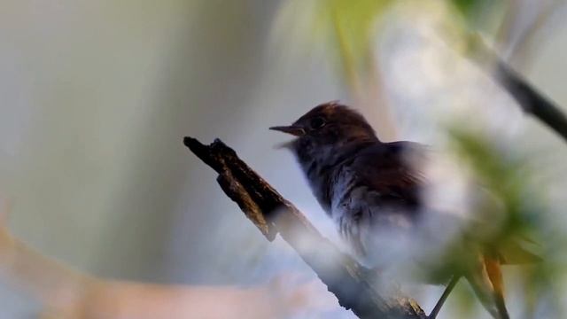 Usignolo comune, (Common Nightingale) смотреть онлайн