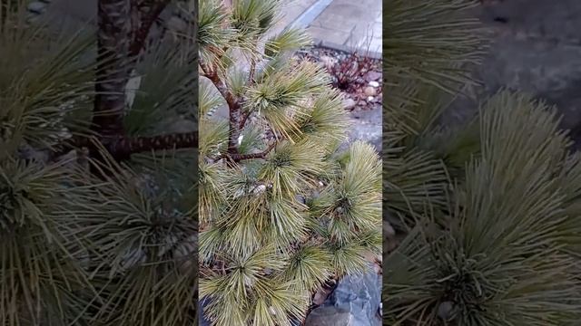 Любимый сад 🏡 ❤️ 🍃. смотреть онлайн