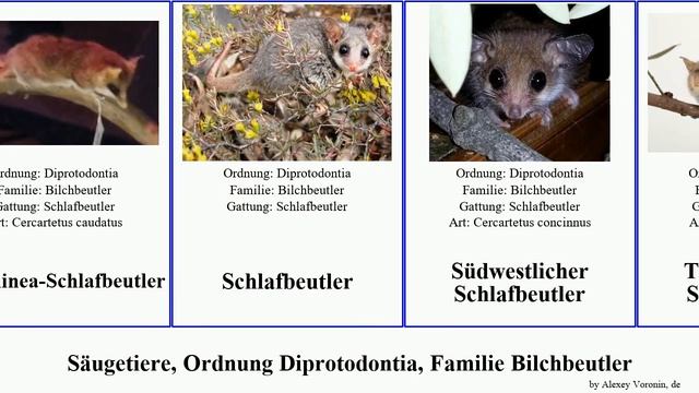Säugetiere, Ordnung Diprotodontia, Familie Bilchbeutler schlafbeutler mammal possum pygmy Busy смотреть онлайн