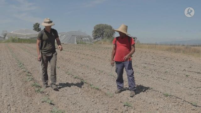 El truco para que el melón sea dulce es cosecharlo en tierra arcillosa | El campo es vida смотреть онлайн