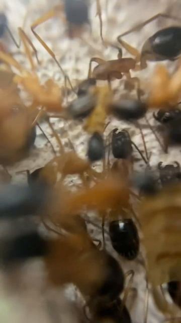 Huge sugar ant colony - Camponotus Consobrinus ants #shorts #antkeeping #ant #antnest смотреть онлайн
