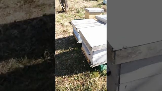 Пчела облетывается на пасеке смотреть онлайн