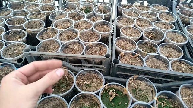 Как я остался без рассады? смотреть онлайн