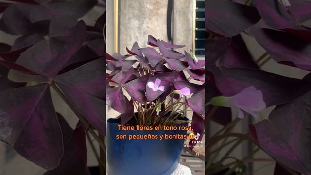 El Trébol Morado o “Planta Mariposa” es de muy fácil cuidado, puedes tenerla en interior o exterior смотреть онлайн