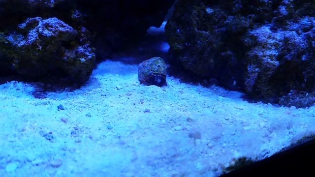 Hermit crab growing смотреть онлайн