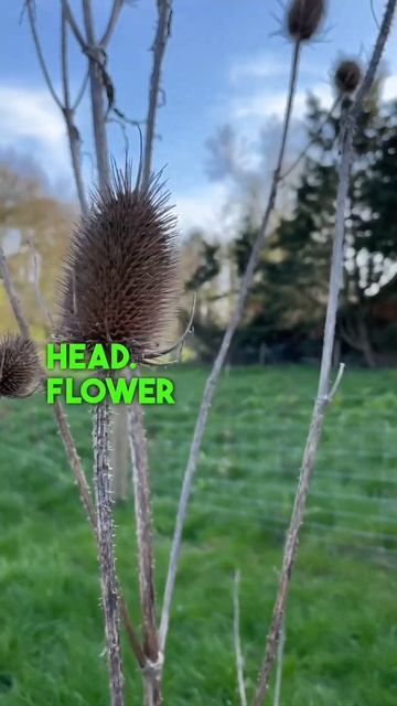The tallest flower in Britain смотреть онлайн