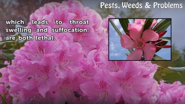 Natural Rat Poison смотреть онлайн