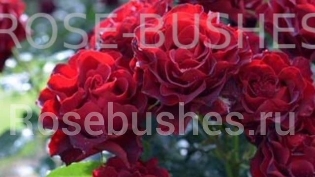 Клер Маршалл. Claire Marshall. (флор.)Омаж а Барбара. Hommage a Barbara. (ЧГ) Rosebushes.ru смотреть онлайн