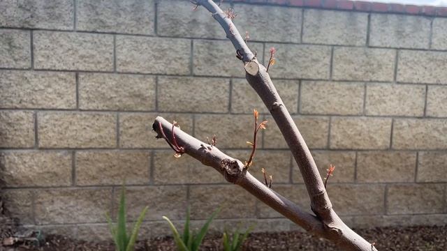 Growing Star Fruit (Carambola) in Southern California - Spring 2023 смотреть онлайн