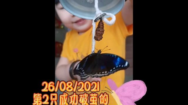 马六甲蝴蝶园-蝴蝶蛹领养计划HYPOLIMNAS BOLINA смотреть онлайн