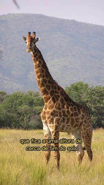 CORAÇÃO DA GIRAFA #shorts смотреть онлайн