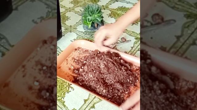 How to devide the offsets of lace Aloe / zebra haworthia . смотреть онлайн