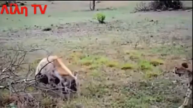 Crocodile Attacks Black Mamba 01 - Crocodile Attacks Snake смотреть онлайн