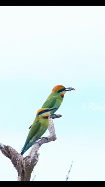 Colourful, beautiful and elegant birds #rainbowbeeeater #beautiful #cute #photography #australia смотреть онлайн
