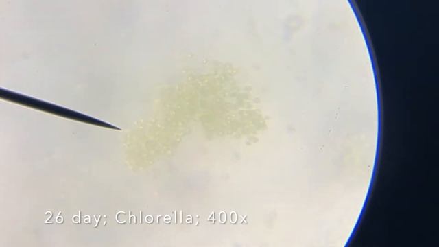 26 day Chlorella algae check-in смотреть онлайн