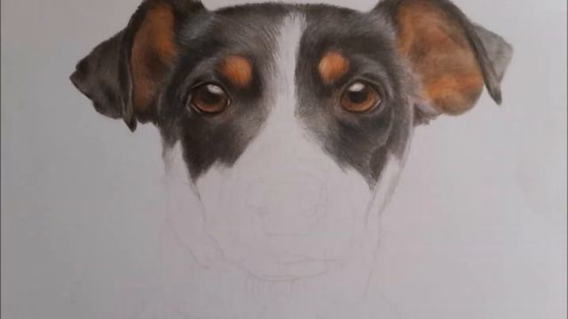 A Jack Russell Drawing in Coloured Pencils смотреть онлайн