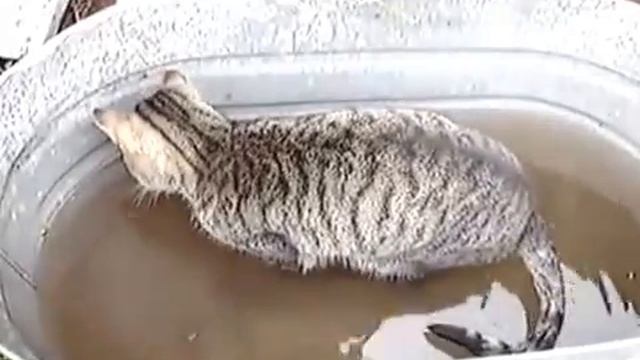 Прикол Кот-рыболов смотреть онлайн