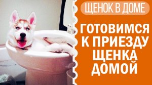 Щенок в доме: первые дни с чихуахуа Софи! 🏠🐾
