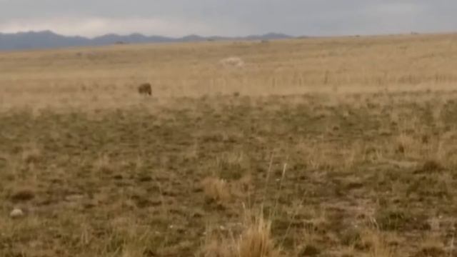 COYOTE and BISON Antelope Island UTAH October 11 2016 смотреть онлайн